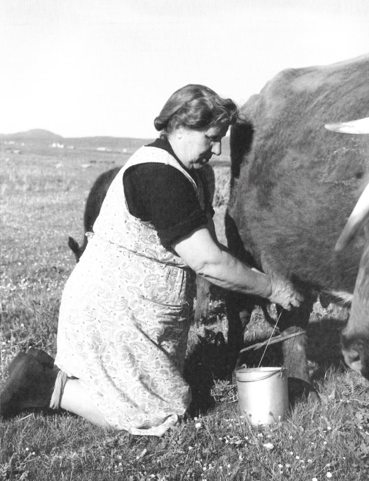 Woman milking cow on a summer's evening